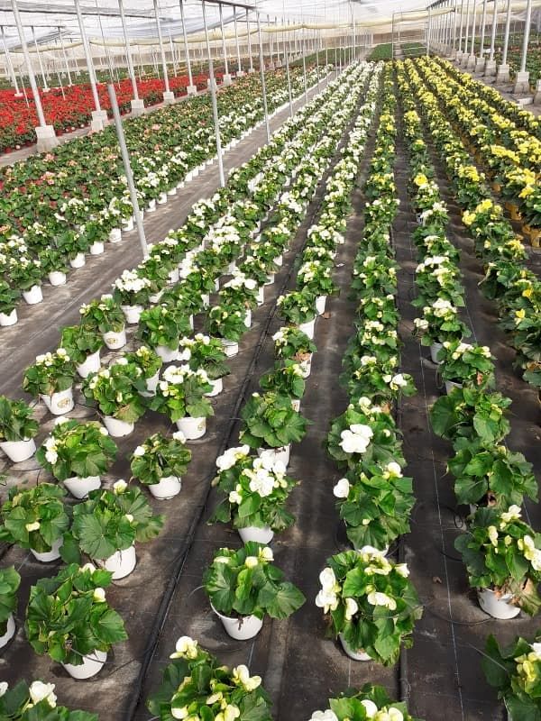 Gonza Sat plantas blancas